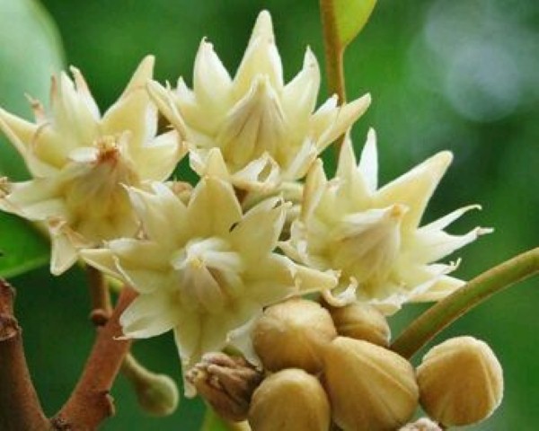 Significance of Bakula Flower in shirdi